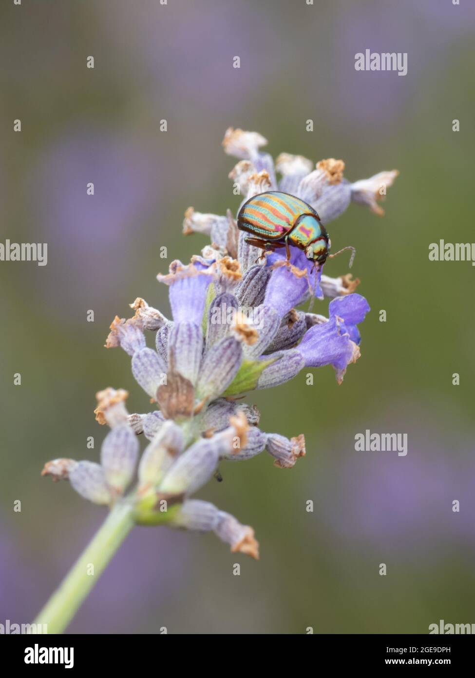 Ein Rosmarinkäfer (Chrysolina americana) auf Lavendel (Lavandula). Stockfoto