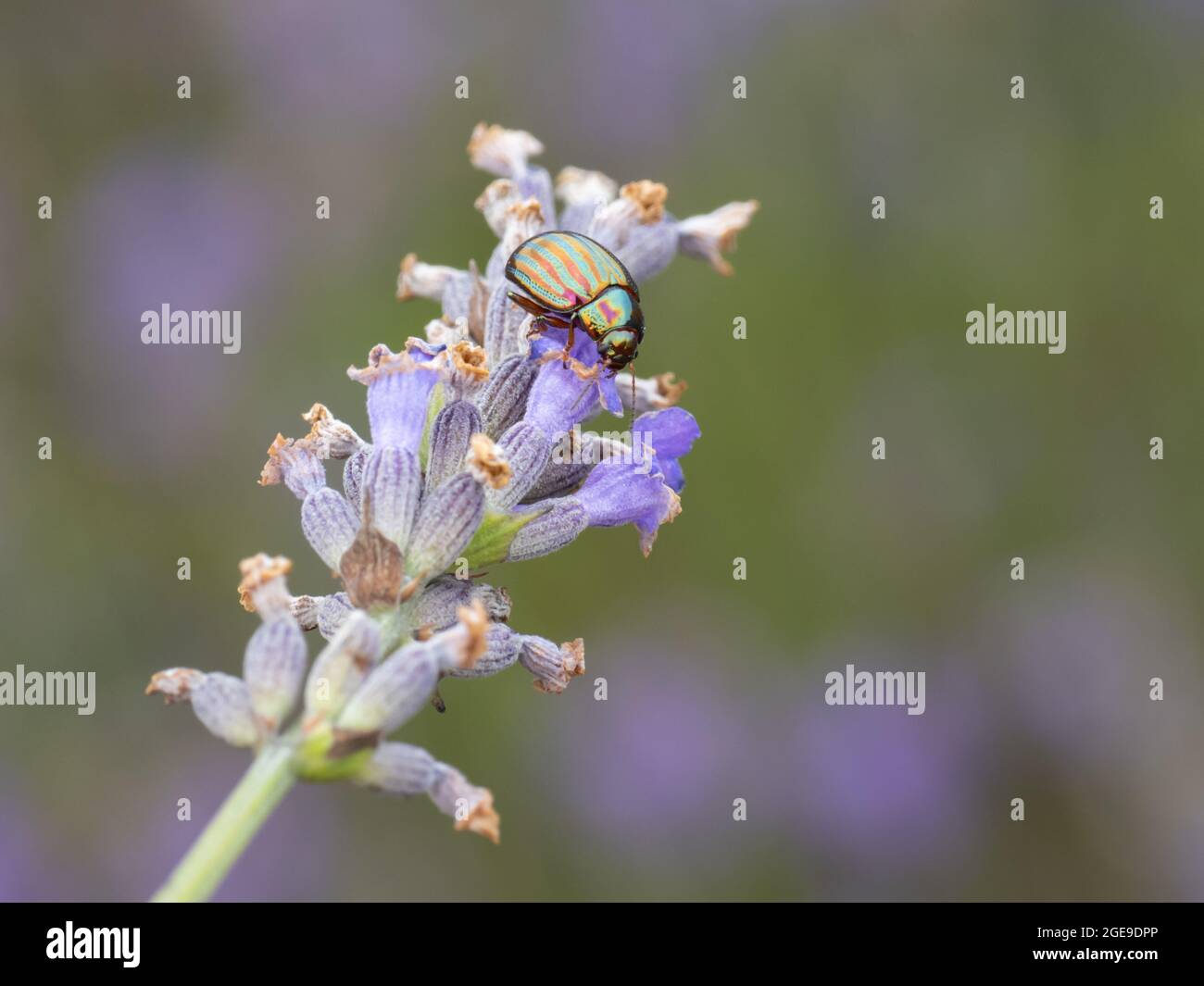 Ein Rosmarinkäfer (Chrysolina americana) auf Lavendel (Lavandula). Stockfoto