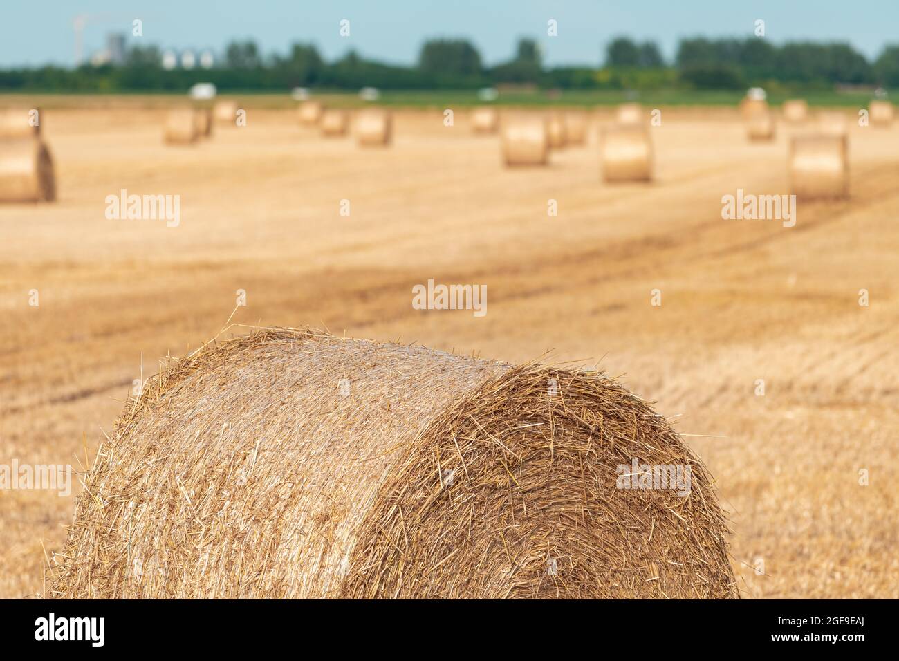 Große Weizenstoppel Heuballen im Feld bei Sonnenuntergang, Landwirtschaft und Landwirtschaft Konzept, selektiver Fokus Stockfoto