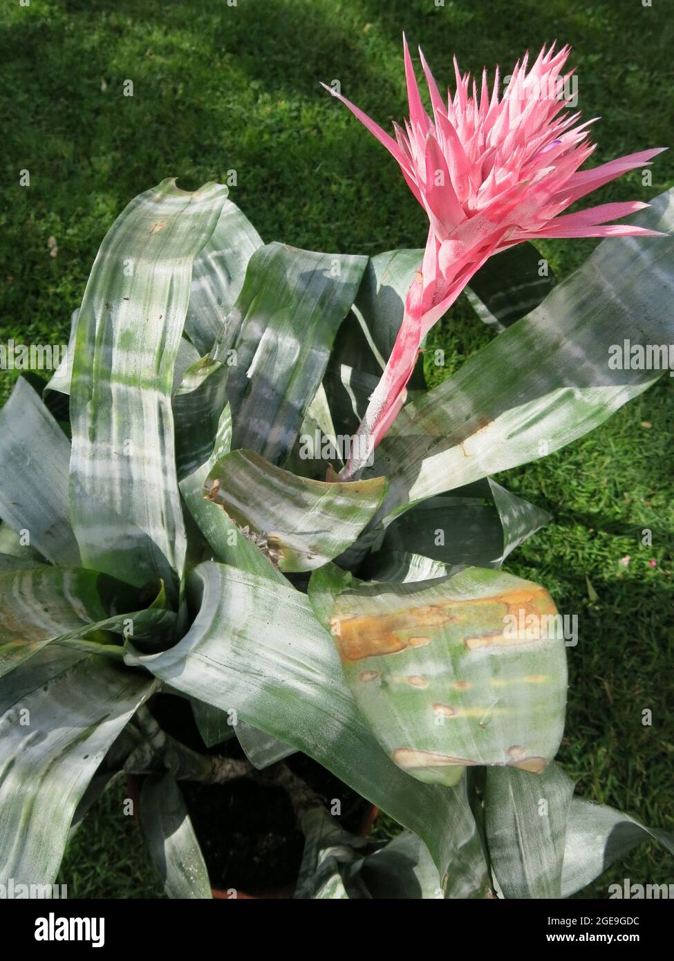 Aus den ledrigen Blttern einer Bromeliade, einer exotischen Zimmerpflanze,  die selten blht, entsteht eine hohe, rosa, stachelige Blume  Stockfotografie - Alamy
