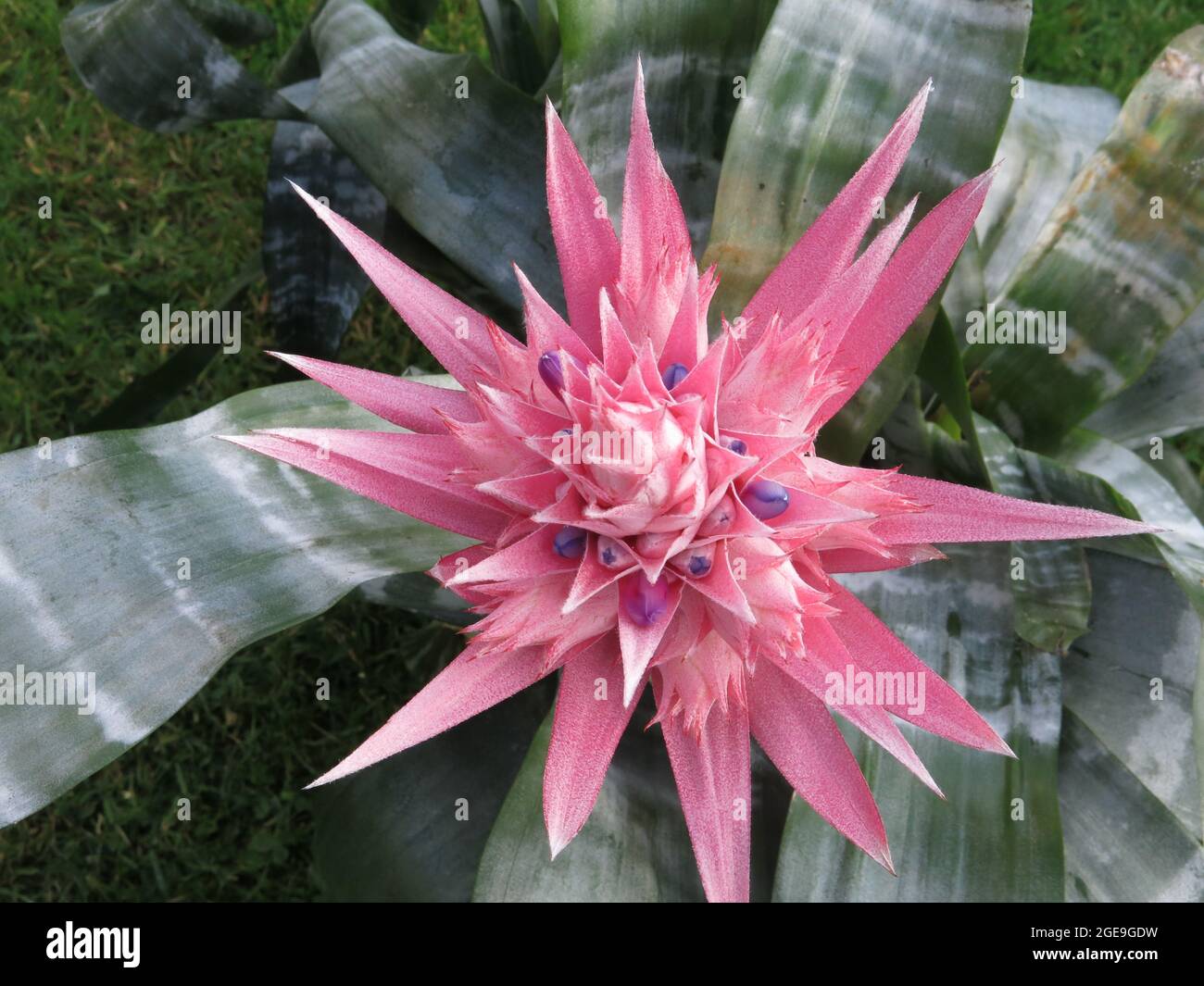 Whrend des Lockdowns wuchs die Popularitt von Zimmerpflanzen enorm an,  und diese rosa, stachelige Blume einer Bromeliade ist besonders dramatisch  Stockfotografie - Alamy