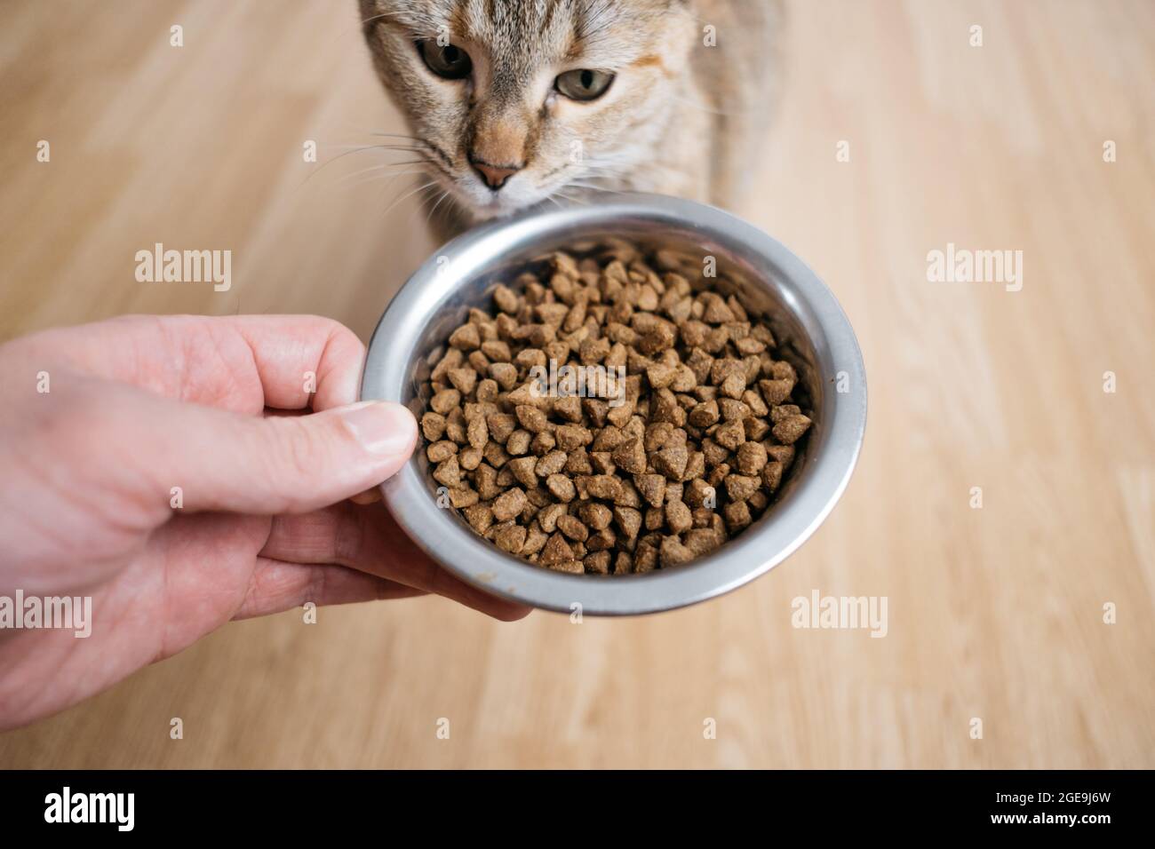 Aus der Sicht eines Tieres reicht ein Mann einem Haustier eine Schüssel mit trockenem Futter. Stockfoto