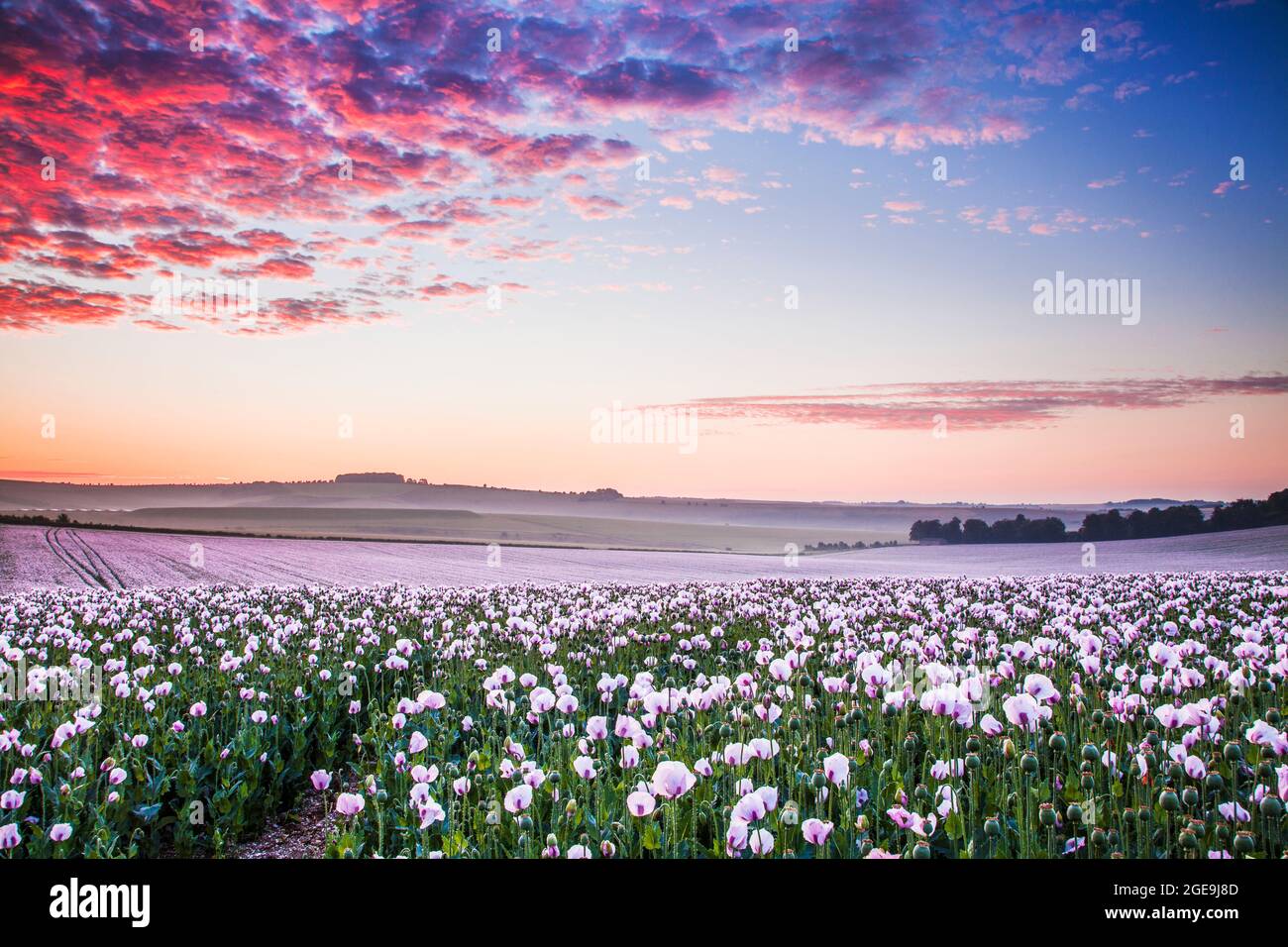 Bereich der kultivierten weißen Mohn in der Nähe von Rockley in Wiltshire. Stockfoto