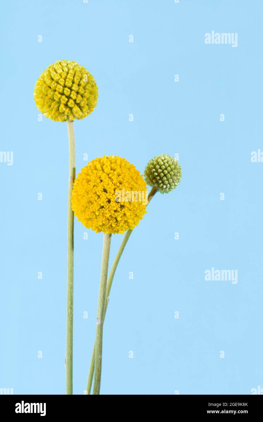 Drumstick Blume oder Billy Button Blüten, himmelblauer Hintergrund Stockfoto