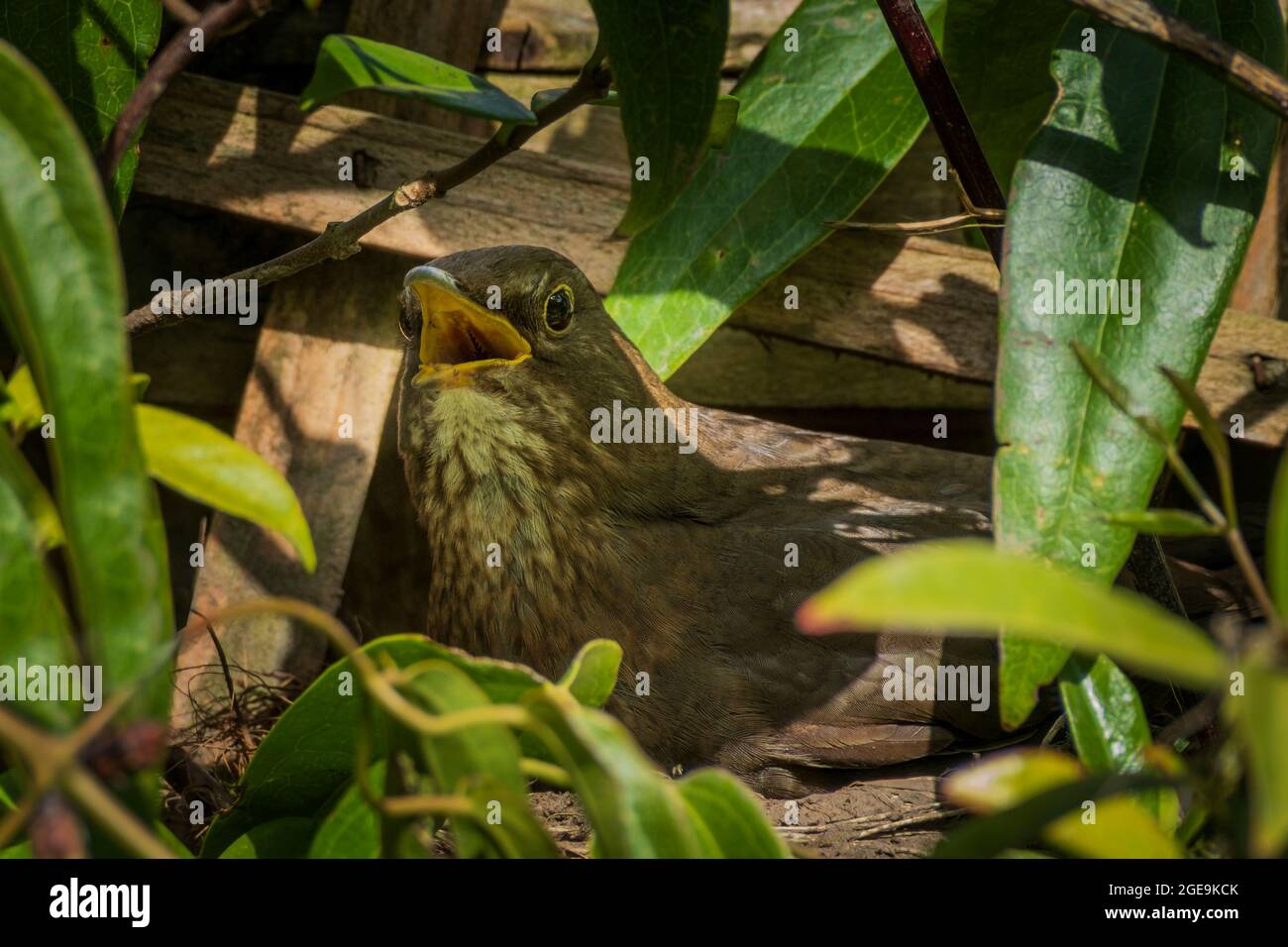 Eine Amsel-Hündin pfeifelt in der Hitze eines warmen Frühlingstages, während sie auf ihrem Nest sitzt. Stockfoto