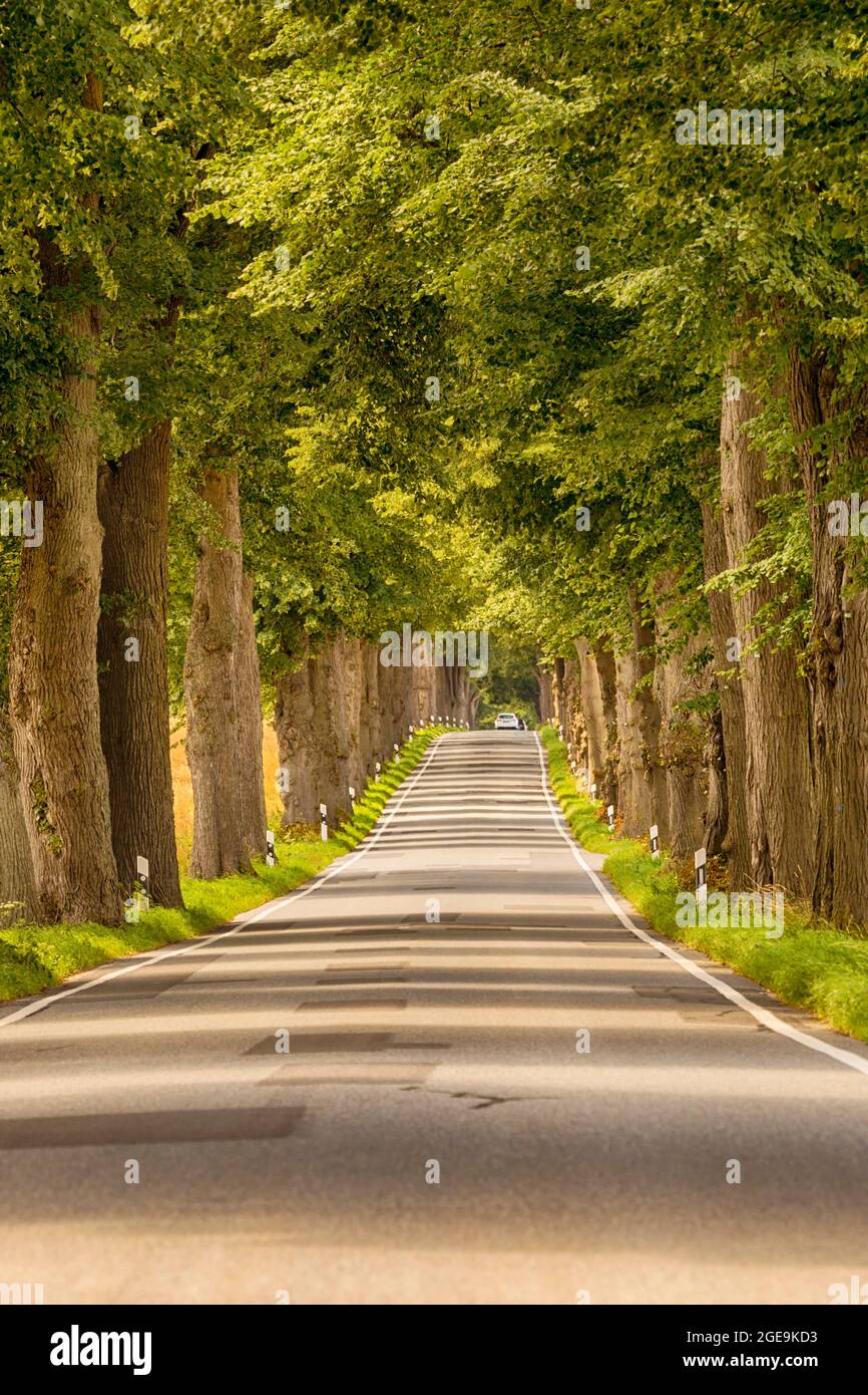 Avenue im Sommer, Auto verschwindet in der Ferne Stockfoto