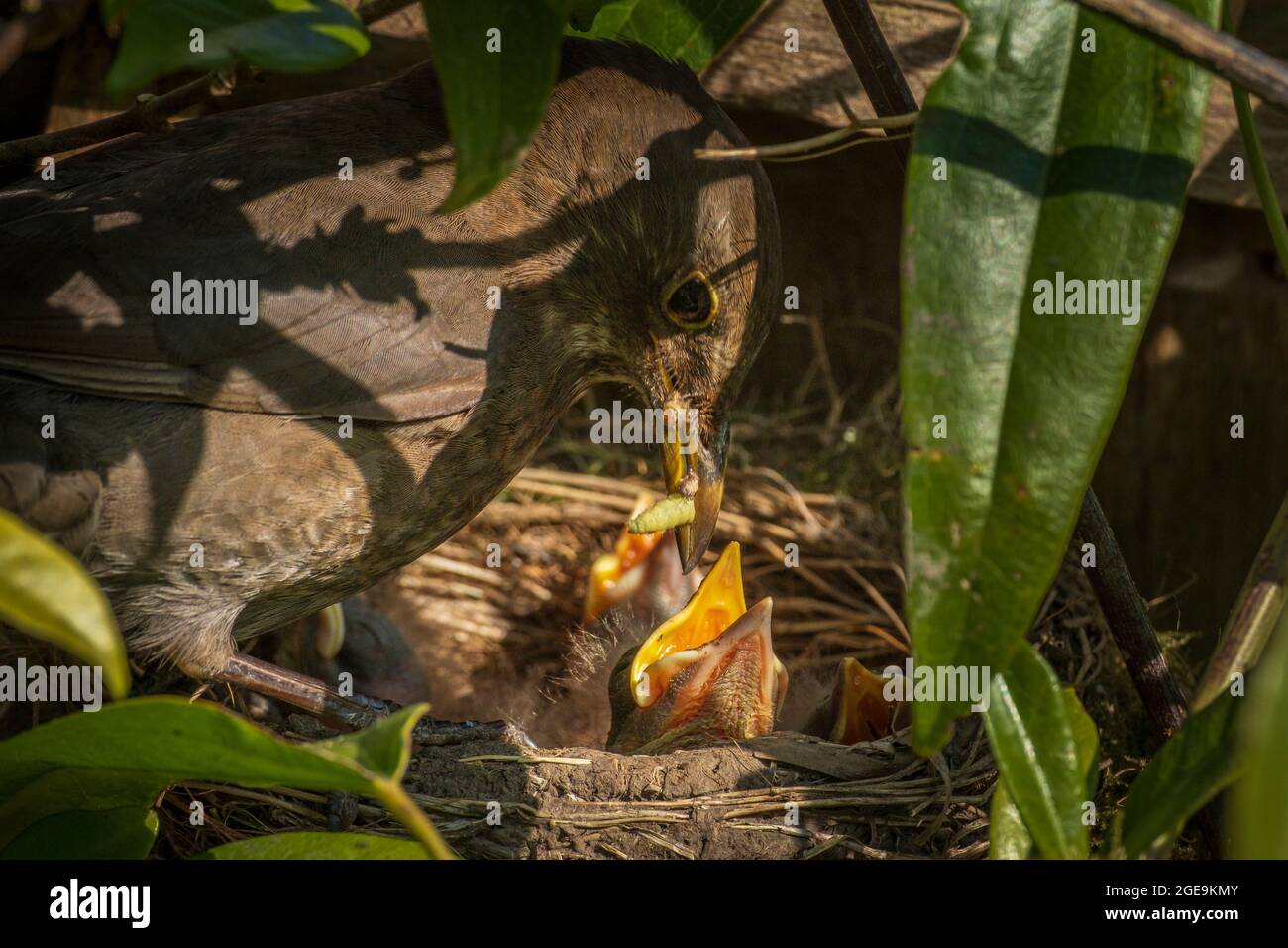 Amsel füttert ein Küken. Stockfoto