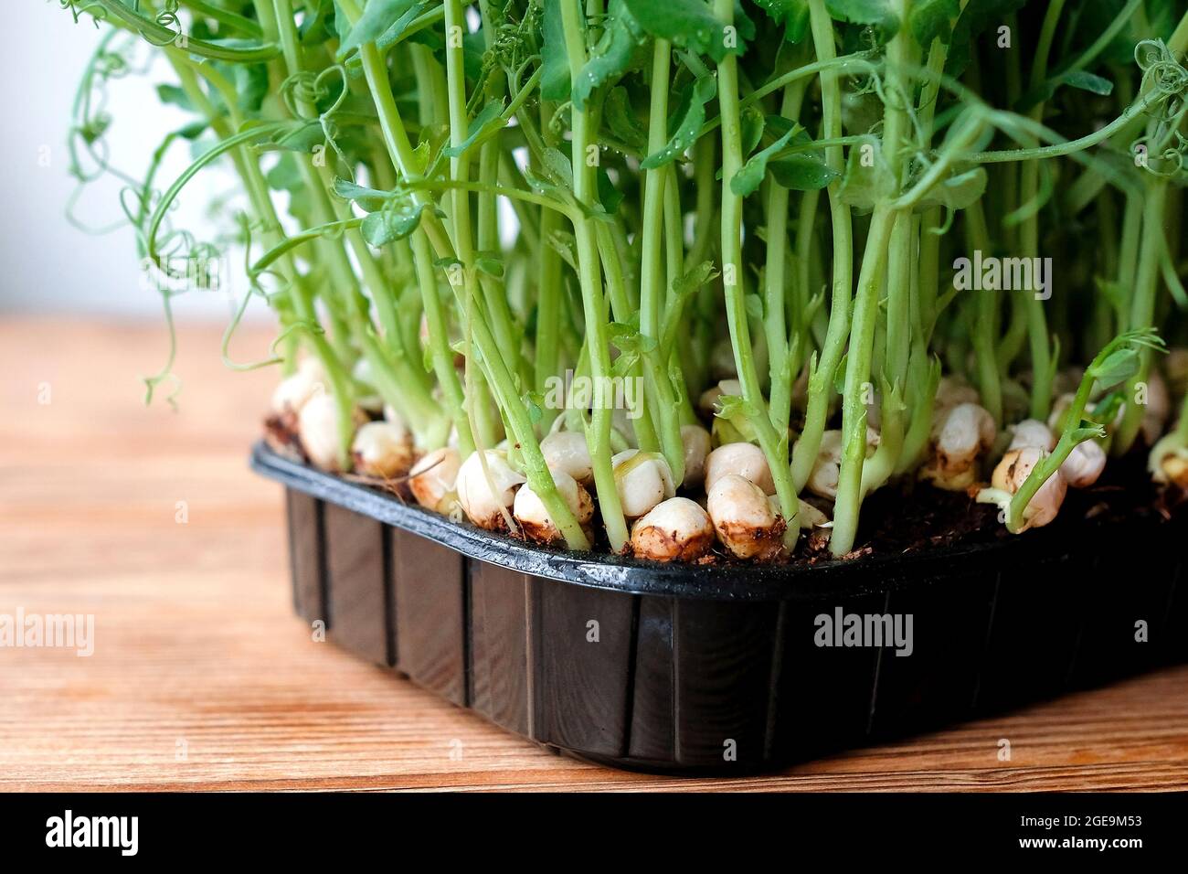 Junge Keimlinge aus Erbsen in einem schwarzen Behälter. Gemüse zu Hause anbauen. Stockfoto