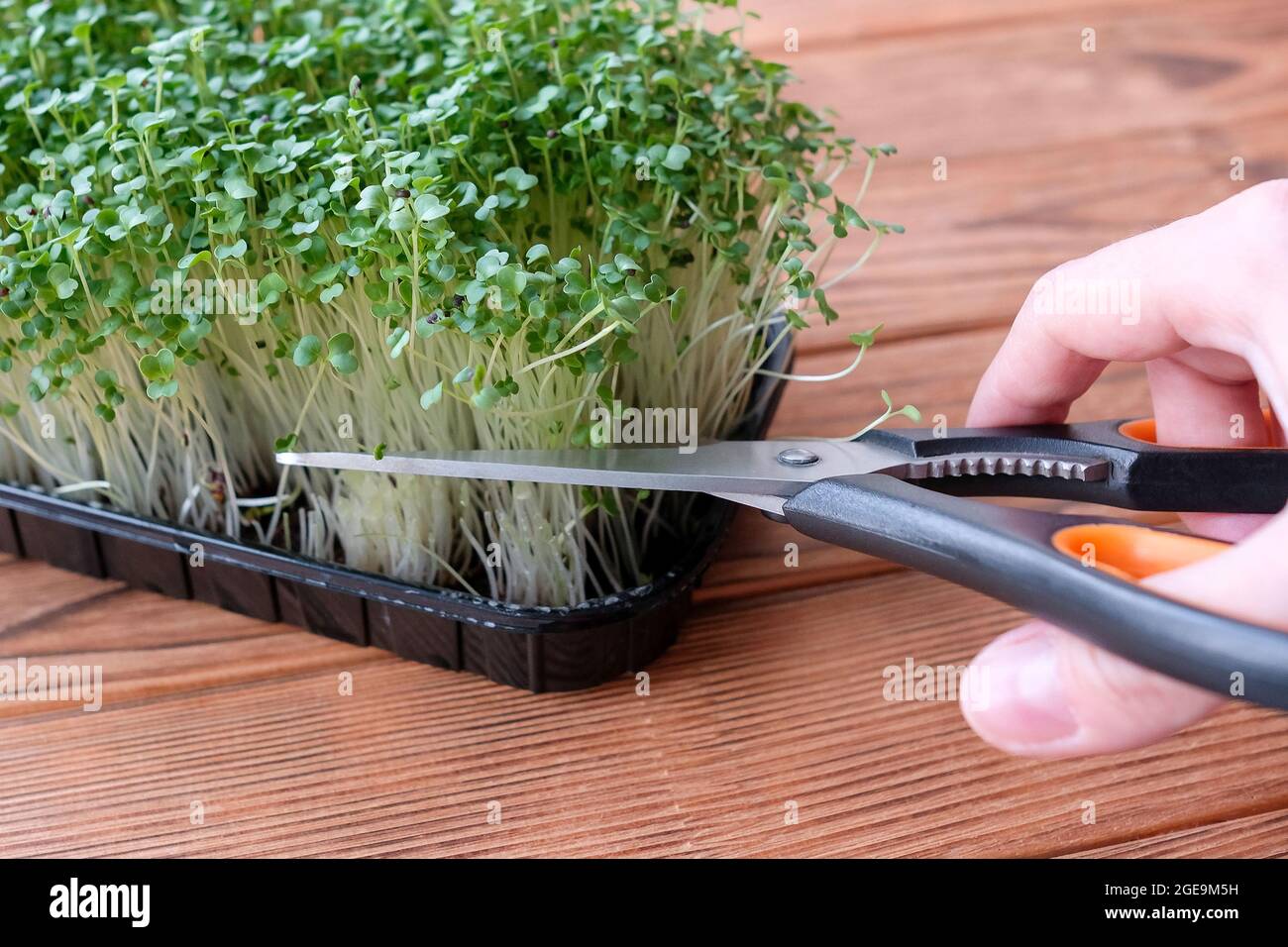 Schneiden Sie Mikrogrüns mit einer Schere. Grünes essbares Gras. Stockfoto