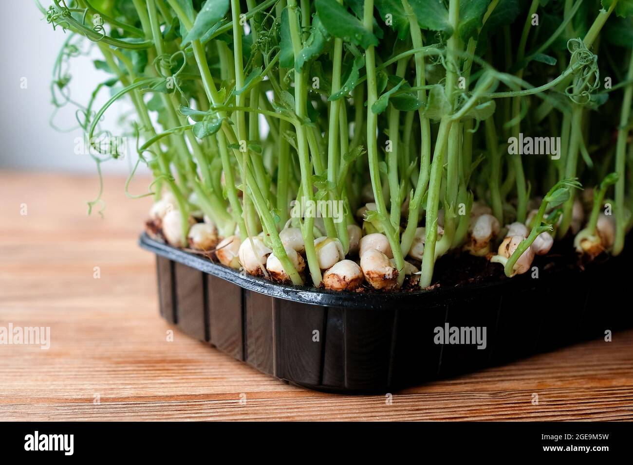 Junge Keimlinge aus Erbsen in einem schwarzen Behälter. Gemüse zu Hause anbauen. Stockfoto