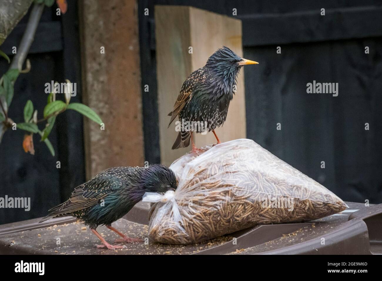 Ein Starling-Dieb und sein Aussichtspunkt. Stockfoto