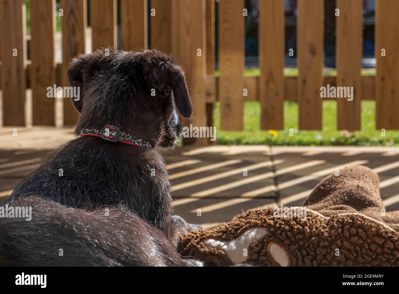 Ein Lurcher Welpe sitzt und schaut in der Sonne zu. Stockfoto