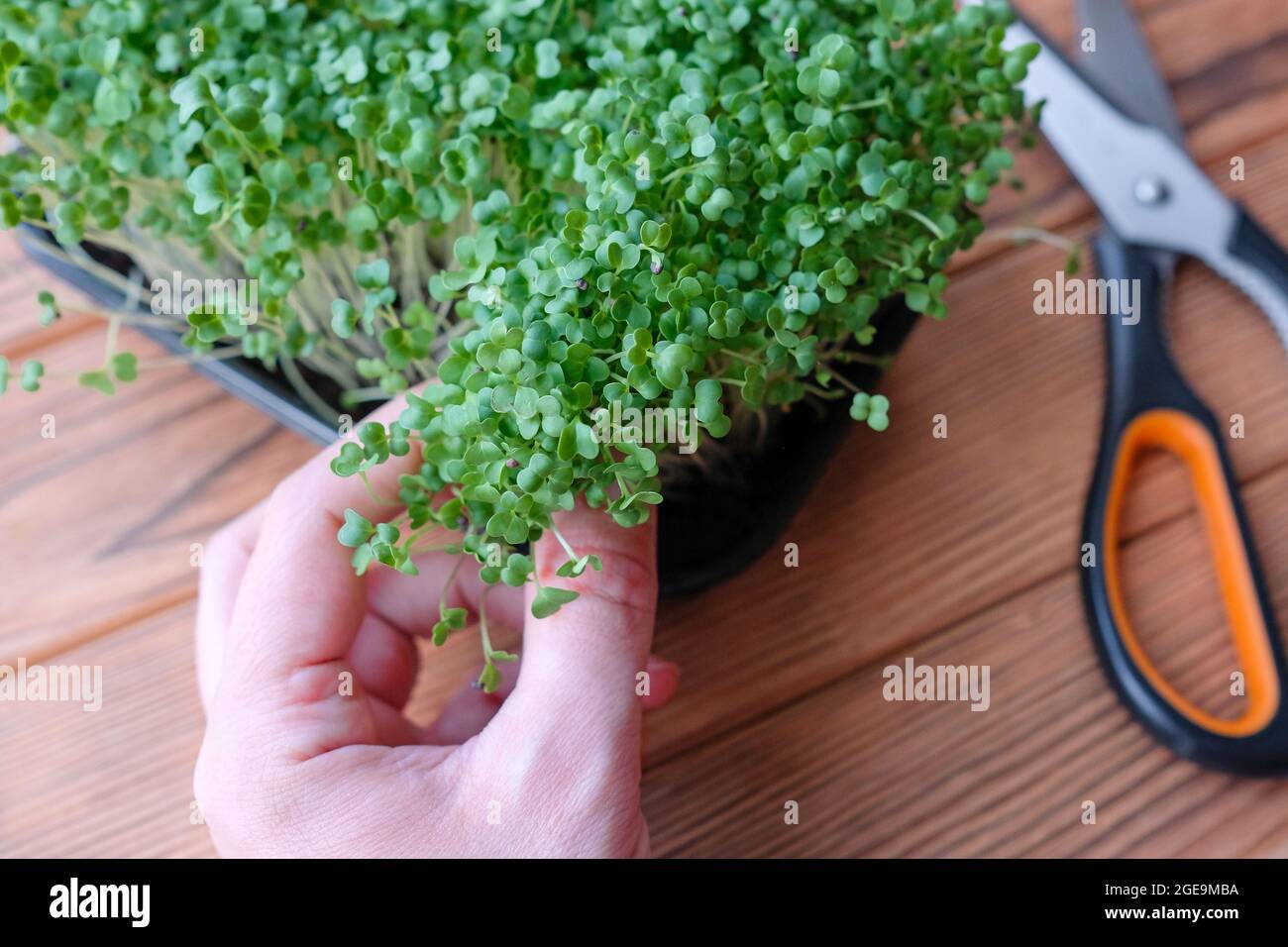 Hält Mikrogrüns in den Händen. Junge Kohl-Sprossen auf hölzernen Hintergrund. Stockfoto