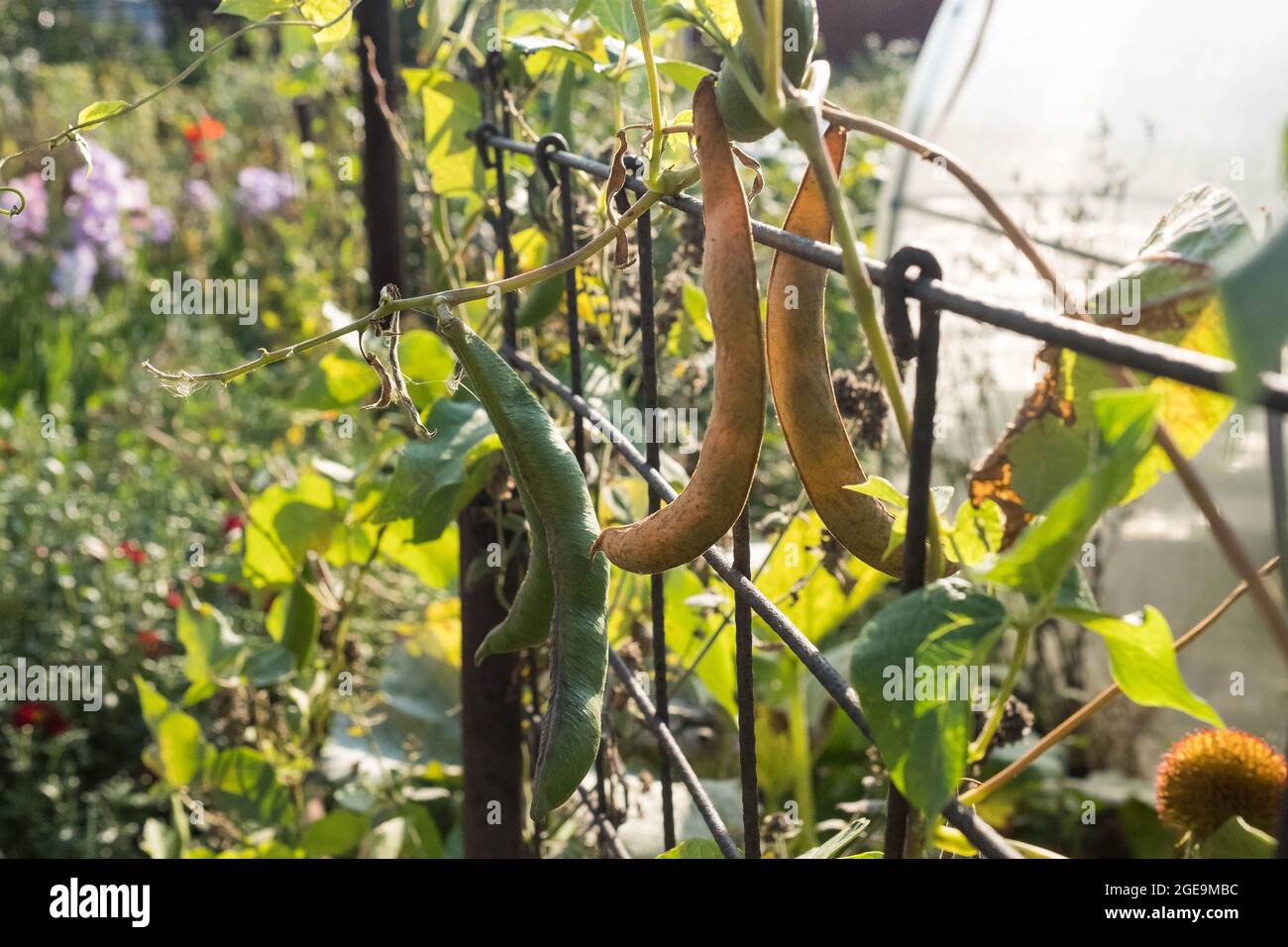 Im Gemüsegarten wachsen PEA-Hülsen. Herbstpflanzen. Unscharfer Hintergrund. Stockfoto