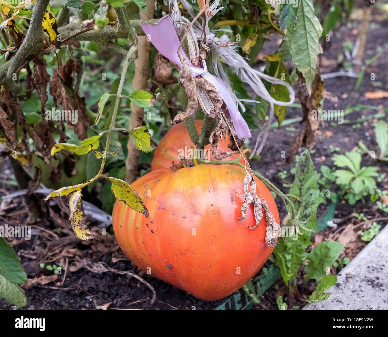 Eine große Tomate hängt an einem Busch. Sie markierten den Ast mit einem Band und banden ihn fest. Früchte für Samen. Stockfoto
