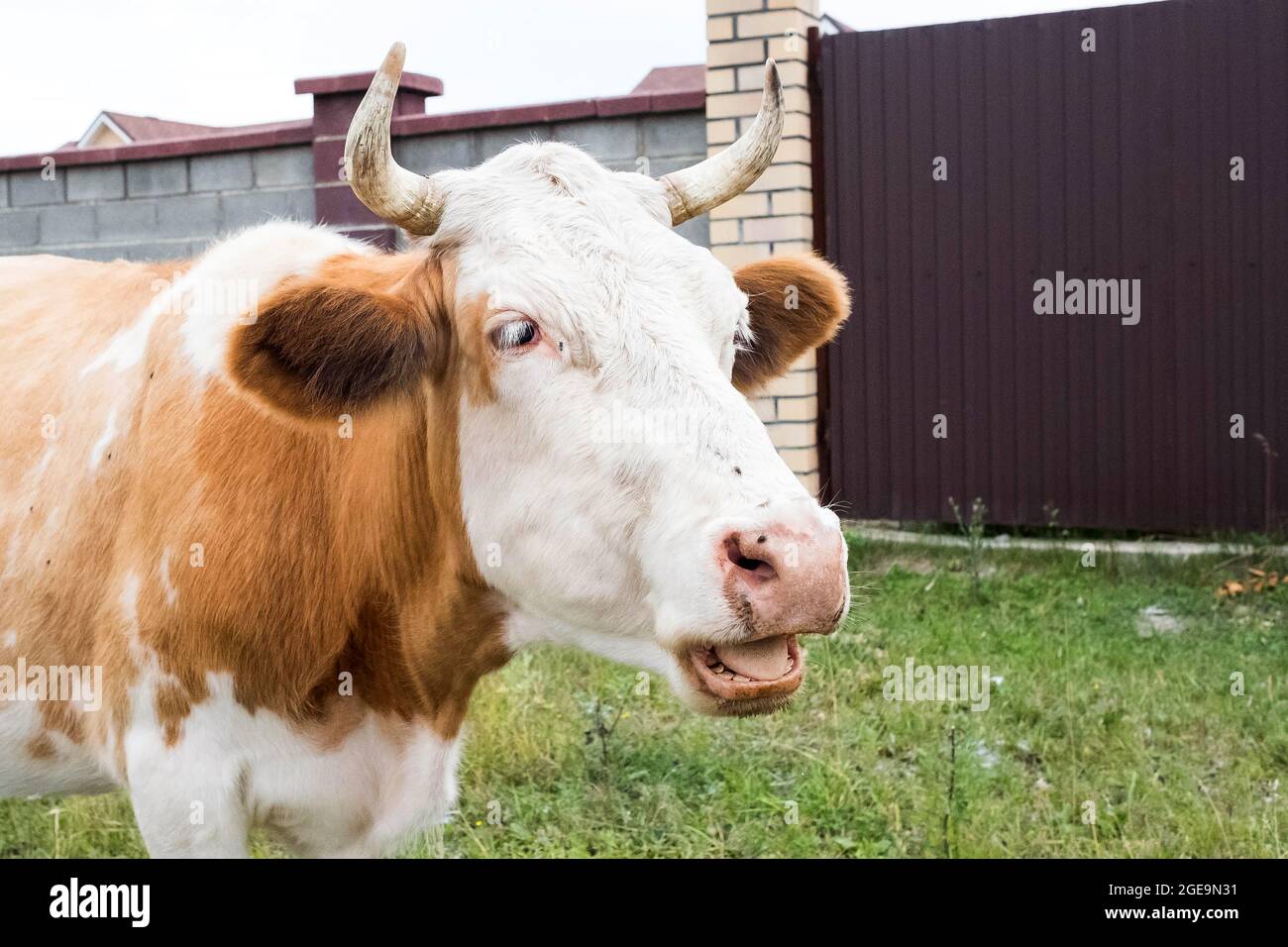Eine Kuh mit offenem Mund, Zähne sind sichtbar. Fliegen kleben auf das Gesicht des Tieres. Stockfoto