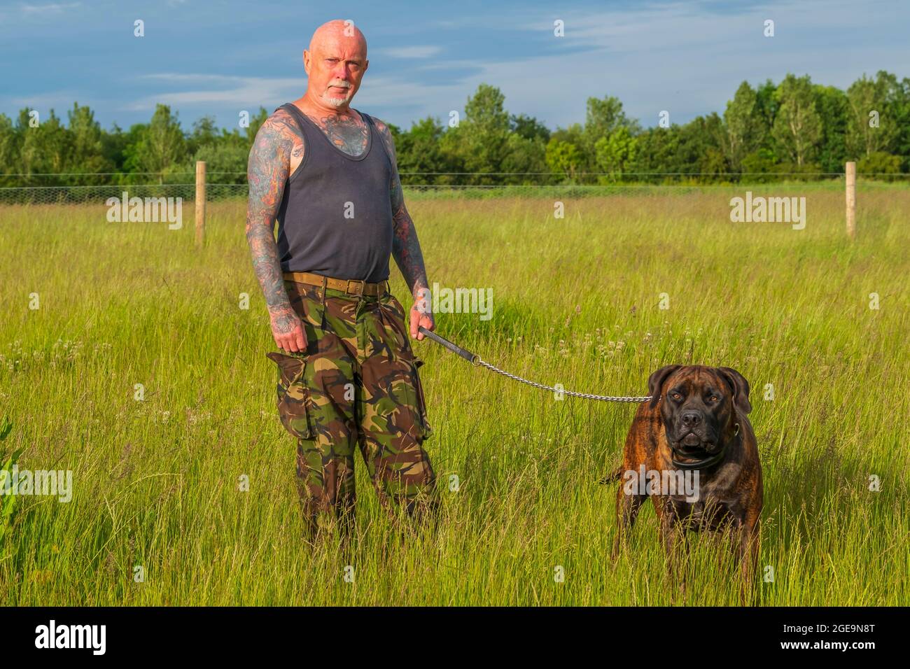 Ein Boelboel Hund mit dem Besitzer. Stockfoto