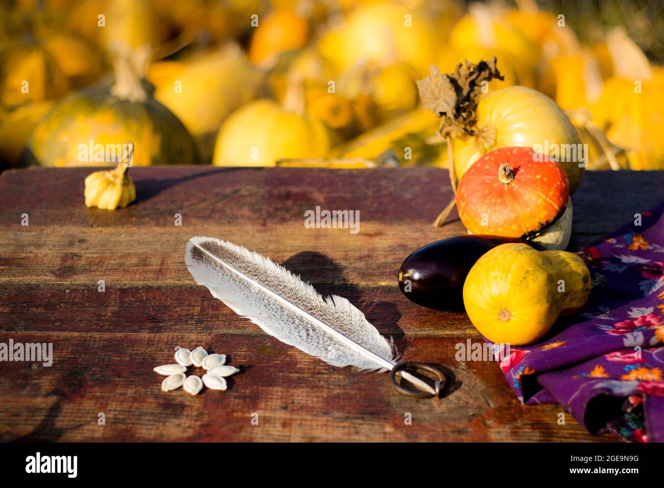 Herbstrahmen Zusammensetzung und Layout aus bunten Kürbissen, Auberginen, Gänsefedern lila Blume Hintergrund Textil Alter alten roten Hintergrund Blurre Stockfoto