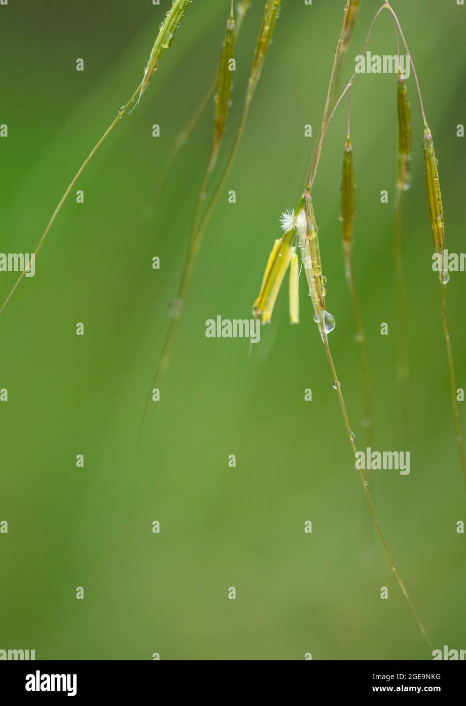Blume und Samenköpfe von Stipa Gigantia Gras. Stockfoto
