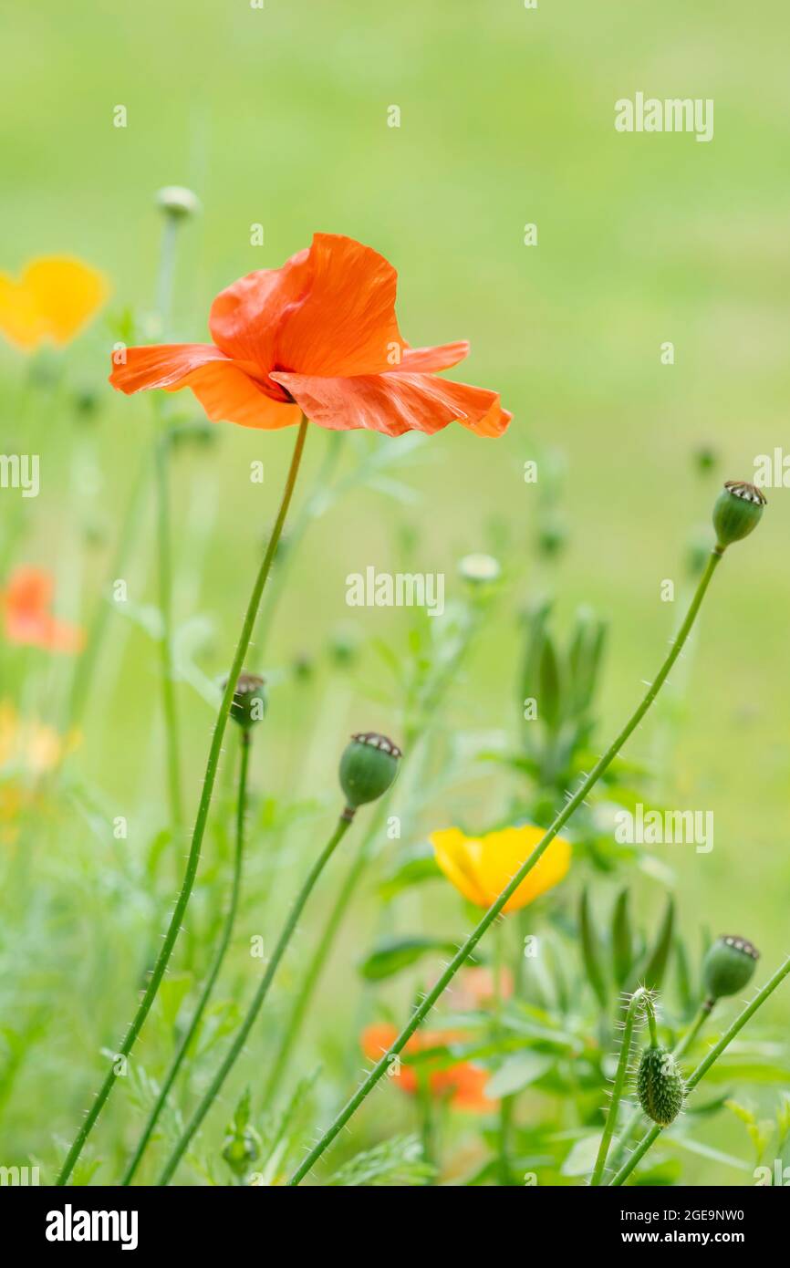 Blumen von Feld- und kalifornischen Mohnblumen und Samenköpfen. Stockfoto