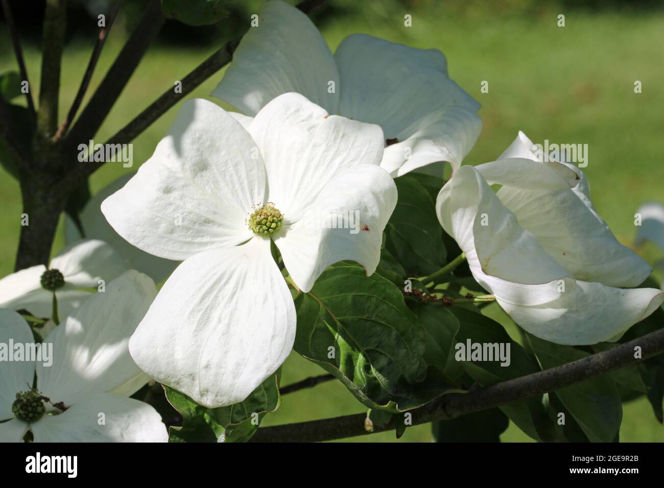 Blühendes Dogwood, Cornus kousa Sorte unbekannt, mit großen weißen Büschelblättern, die die unauffälligen zentralen Blüten mit einem Hintergrund von verschwommenem gr Stockfoto