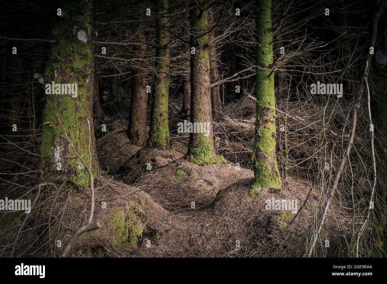 Sitka Fichte Bäume auf der Baumplantage in Davidstow Woods auf Bodmin Moor in Cornwall. Stockfoto