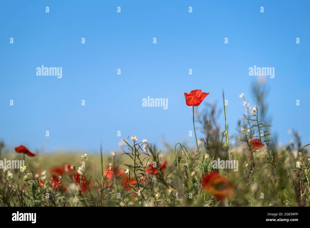 Gemeine Mohnblumen, die im Rahmen des Ackerfeldprojekts auf dem Ganzpunkt West in Newquay in Cornwall wachsen. Stockfoto