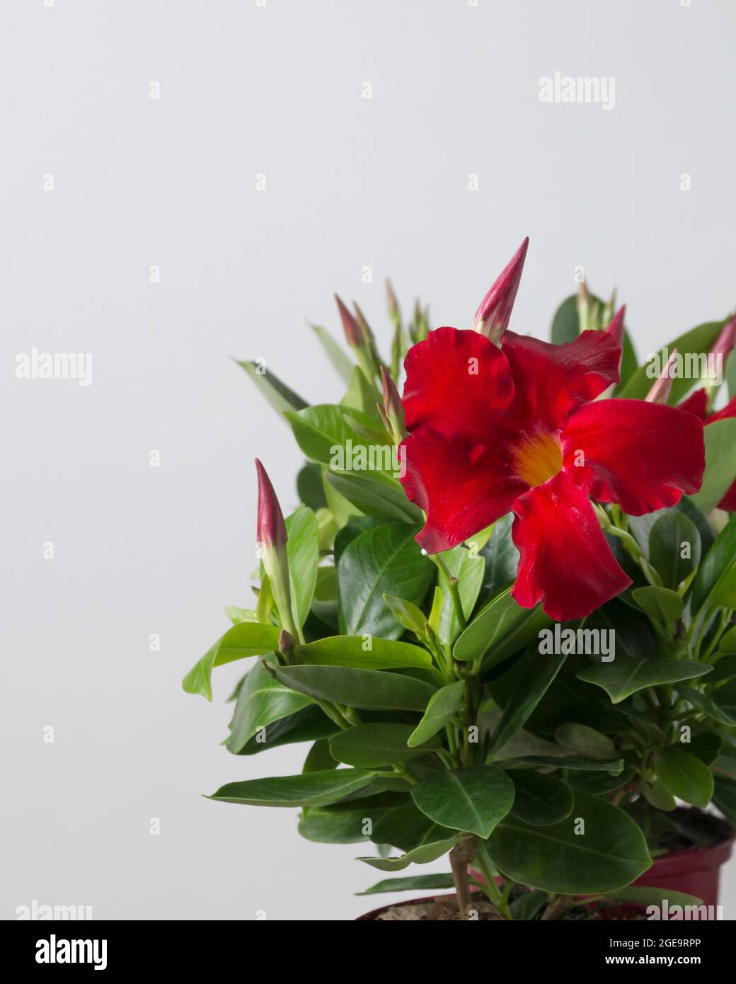 Dipladenia topf -Fotos und -Bildmaterial in hoher Auflsung  Alamy