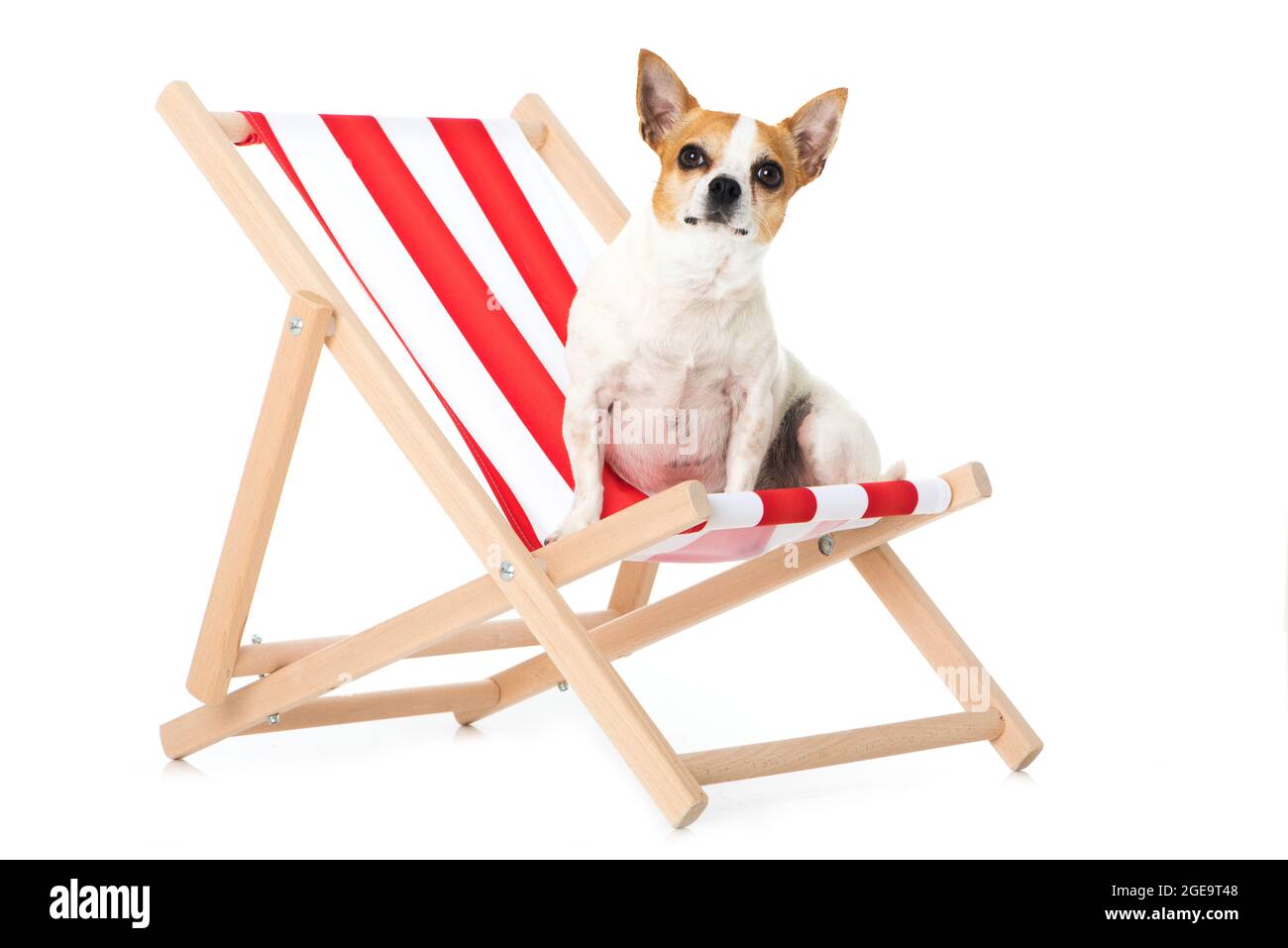 Chihuahua Hund auf einem Liegestuhl Stockfoto