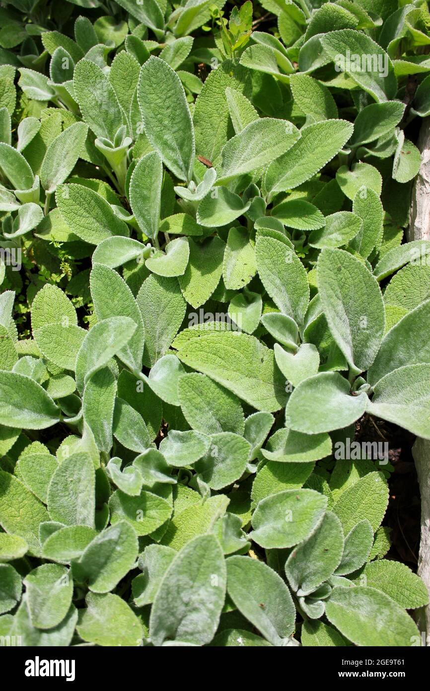 Fuzzy Lammohr grünen Pflanzen wachsen im Blumengarten in der Sommersonne. Stockfoto