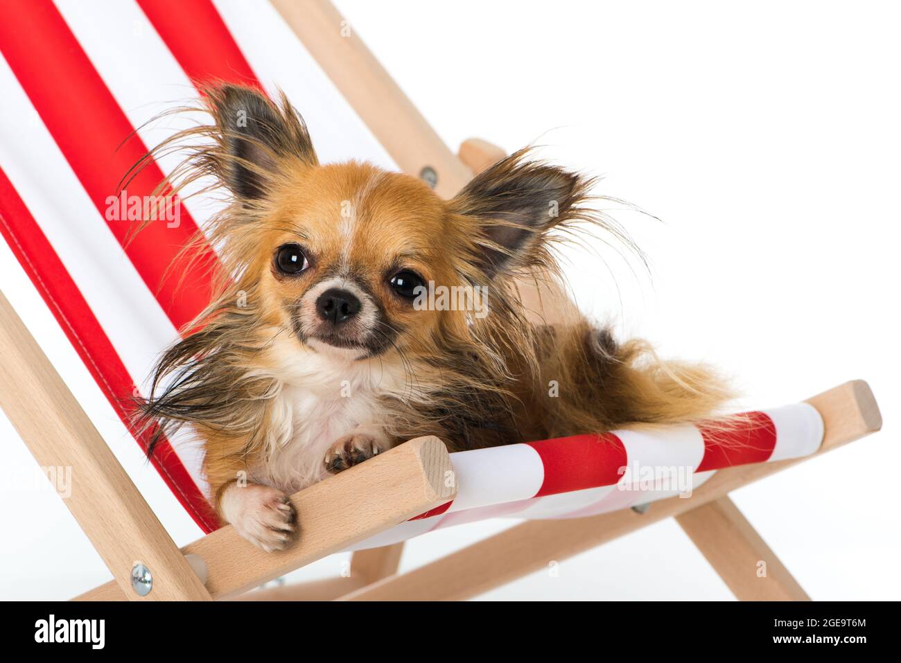 Chihuahua Hund auf einem Liegestuhl Stockfoto