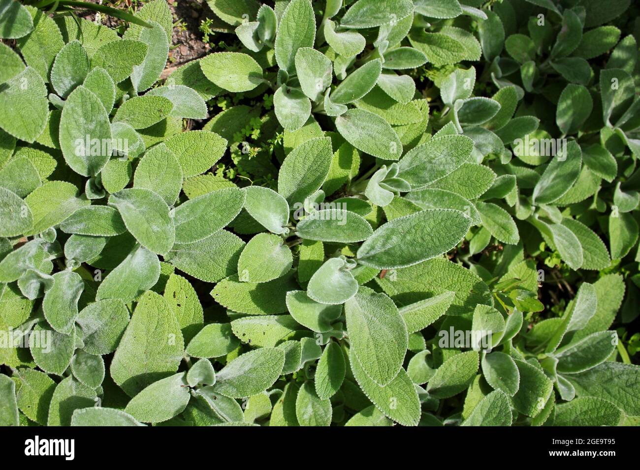 Fuzzy Lammohr grünen Pflanzen wachsen im Blumengarten in der Sommersonne. Stockfoto