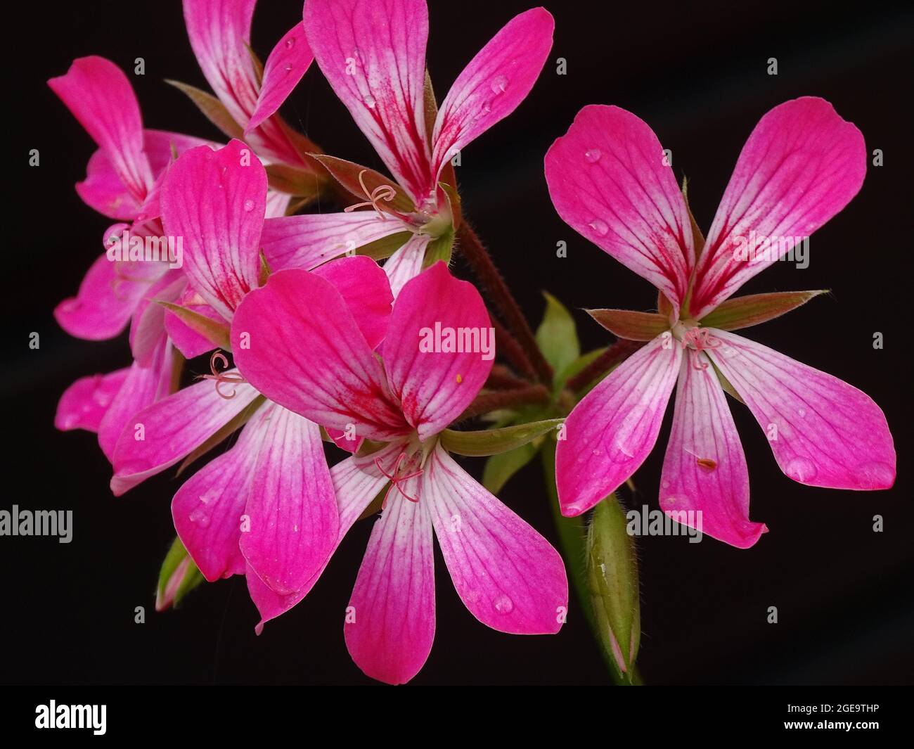 Eine Blume der rosa hängenden Geranie ( Pelargonium peltatum ), mit schwarzem Hintergrund Stockfoto