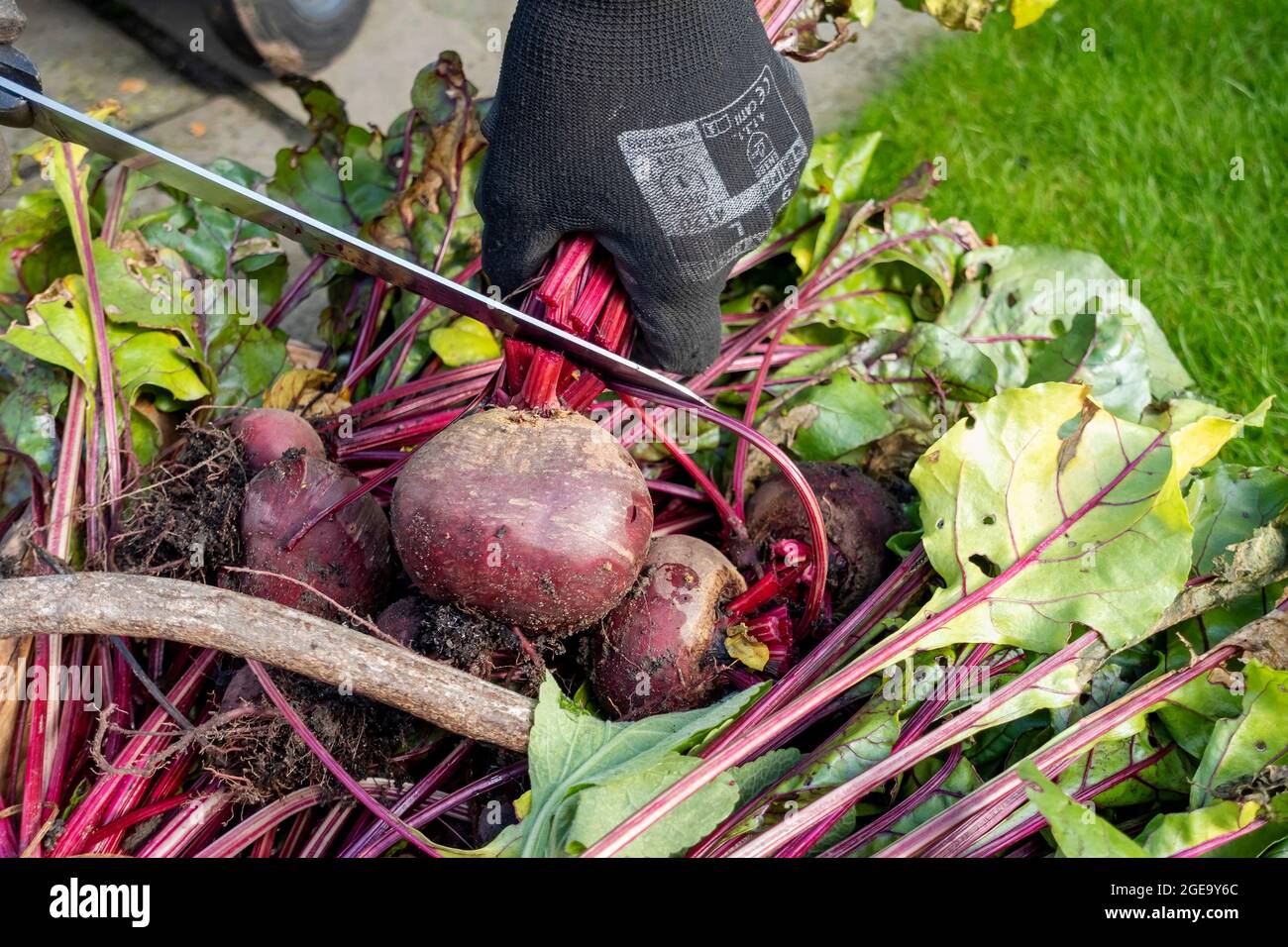 Nahaufnahme des Mannes, der im Herbst frisch gegrabene Rote Bete-Pflanzen trimmt. Stockfoto