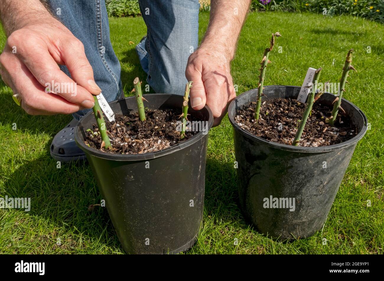 Nahaufnahme des Gärtners, der Gertrude Jekyll Rosenausschnitte betrachtet, die im Frühjahr im Pflanztopf wachsen. Stockfoto