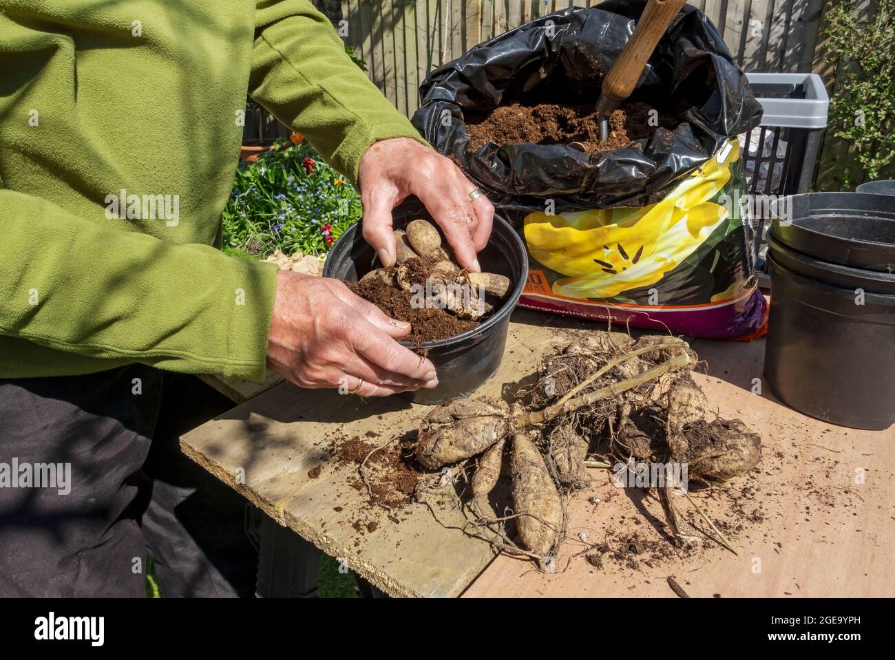 Nahaufnahme des Gärtners, der im Frühjahr Dahlia-Knolle in einen Pflanztopf pflanzt. Stockfoto