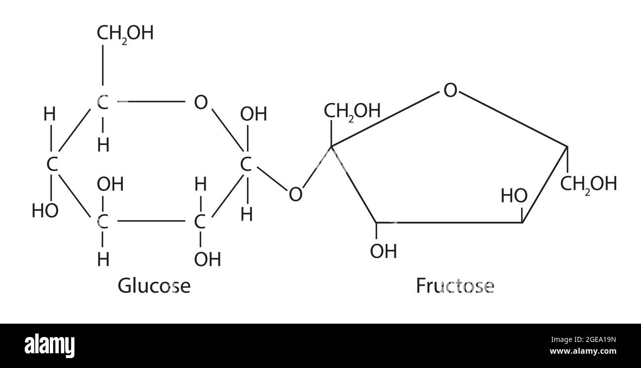 Chemische Struktur von Sucrose, Anatomie von Sucrose , Molekulare Struktur von Sucrose , Chemische Formel von Sucrose, Sucrose BASIC Konfigurieren Stock Vektor