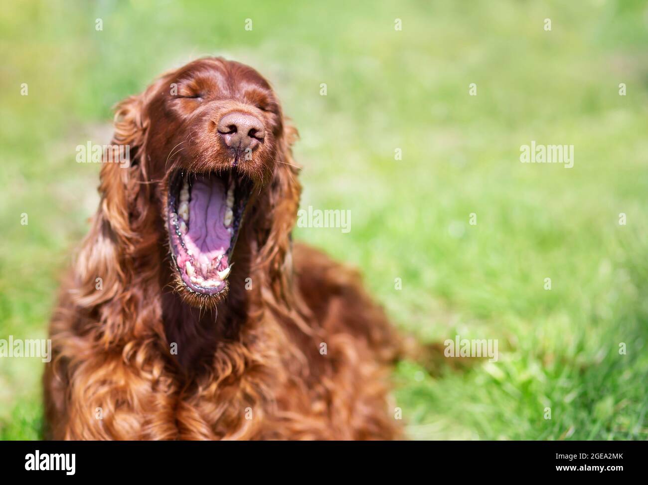 Fröhlich lachender Hund, der im Gras gähnt. Witziges Tiergesicht. Stockfoto