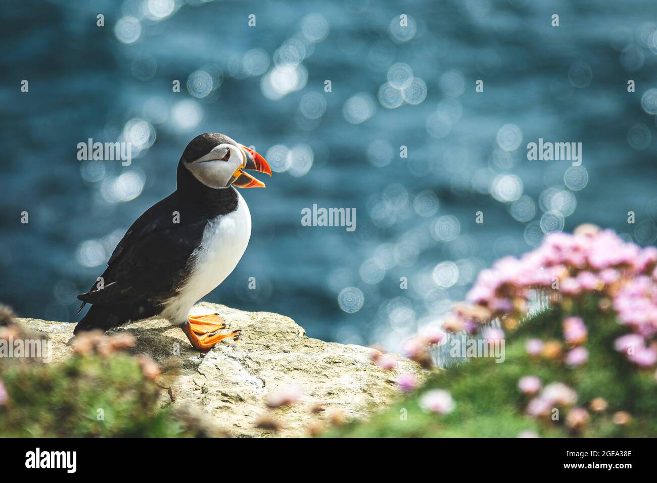 Papageitaucher auf dem Brough of Birsay auf den Inseln von Orkney in Schottland. Stockfoto