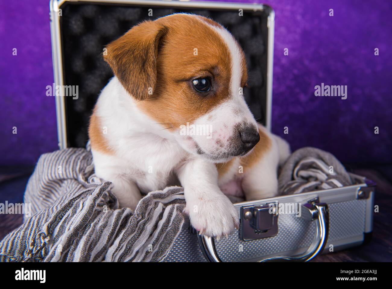 Der niedliche Jack Russell Terrier Welpenhund sitzt in einem Koffer zum Reisen. Stockfoto