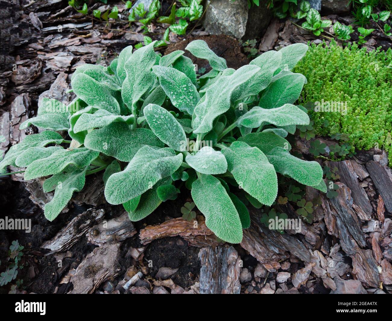 Blätter von Stachys byzantina, Lamiaceae im botanischen Garten. Große Ohren  weiche Blätter. Flauschige Pflanze behaarte grüne Blätter Stockfotografie -  Alamy