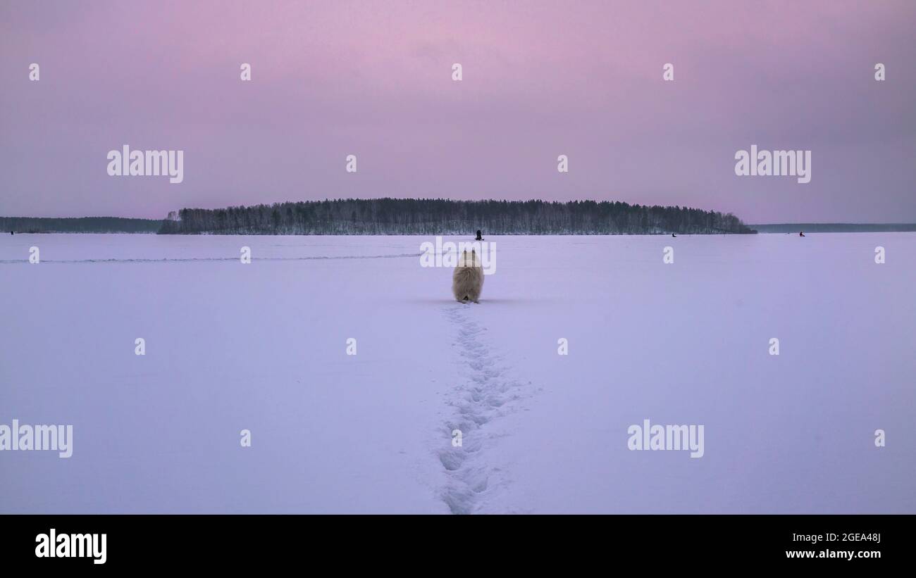 Ein samoyed-Hunderasse, der seine Spuren im Schnee über einen gefrorenen See in Russland hinterlässt. Stockfoto