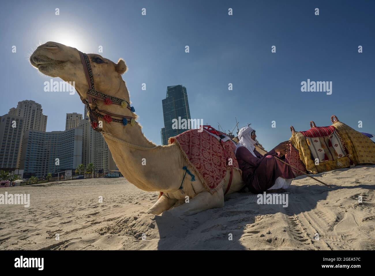 Ein Beduine Mann entspannt sich mit seinen Kamelen auf einem Strand in Dubai. Stockfoto