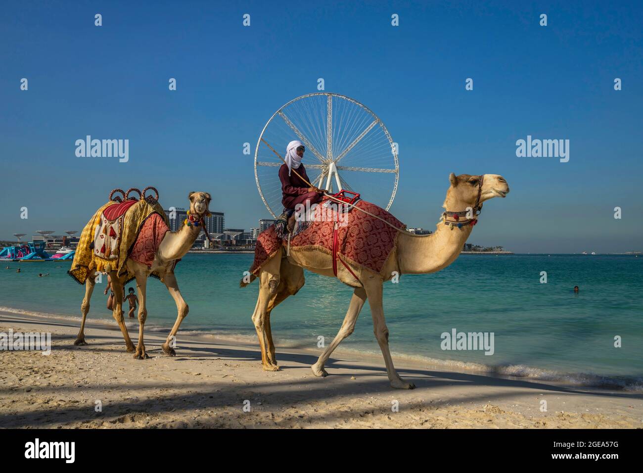 Ein Beduinenmensch passiert sein Kamel vor Ain Dubai, dem größten Riesenrad der Welt am Jumeirah Beach in Dubai. Stockfoto