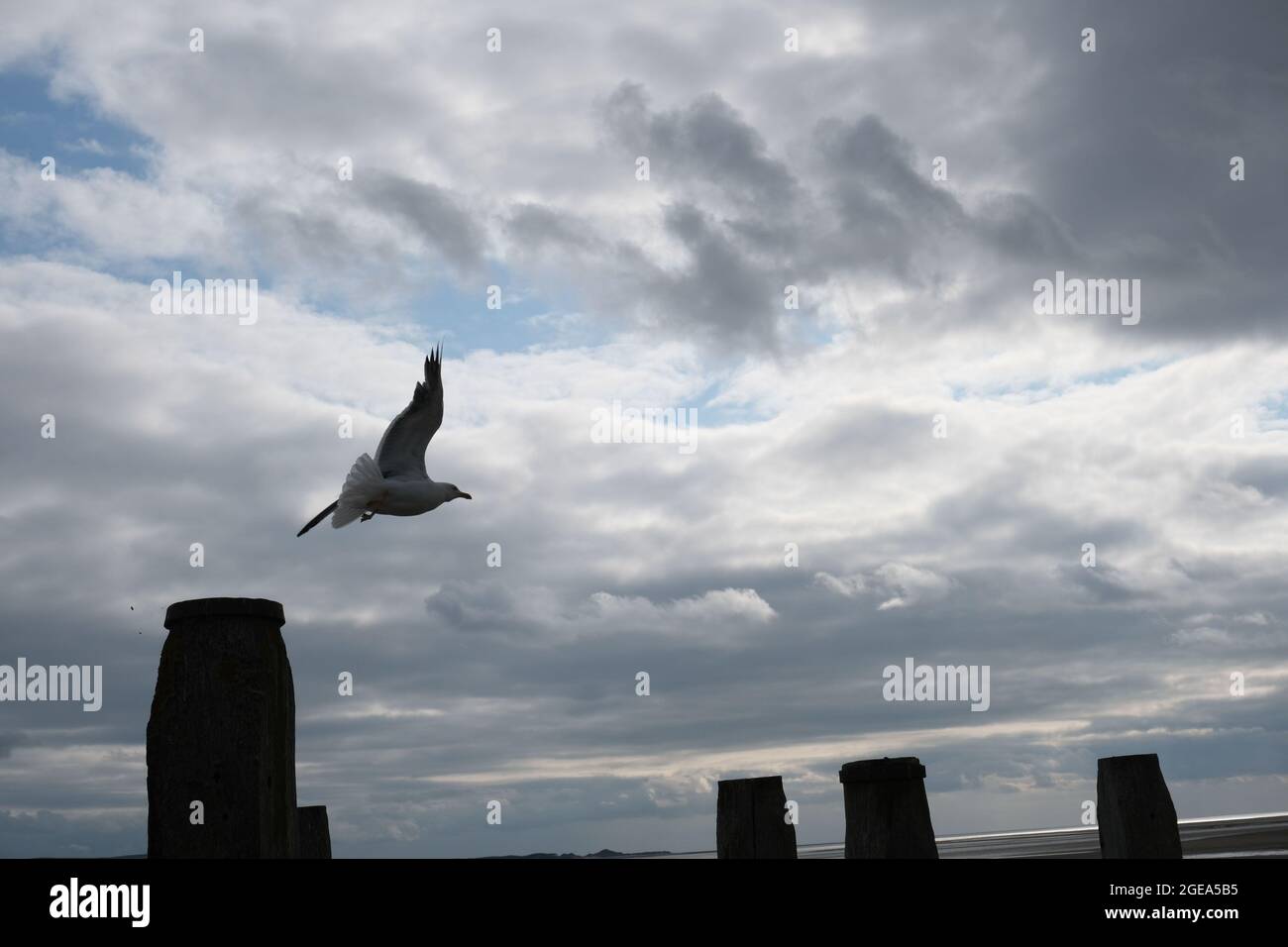 Möwe und Pfosten gegen bewölkten Himmel, Wales. Kredit: Gareth Llewelyn/Alamy Stockfoto