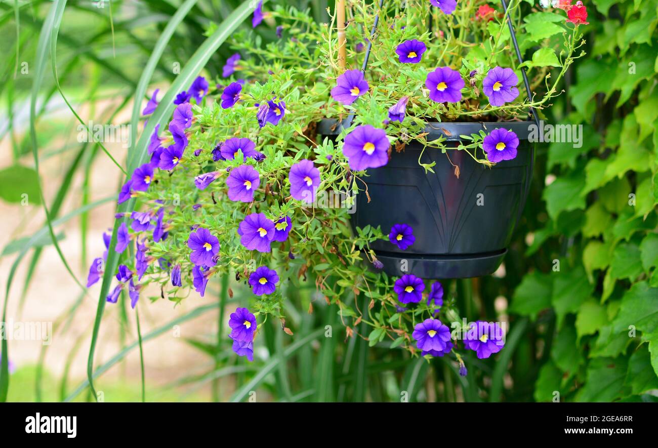Nahaufnahme der violett blühenden Millionen Glocken (Calibrachoa) Blume in einem Topf. Stockfoto