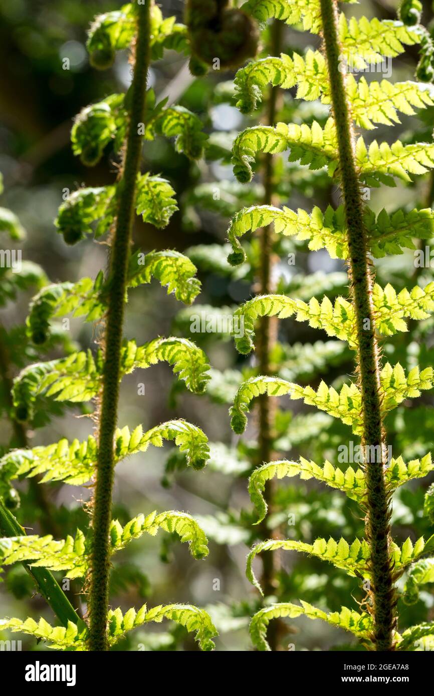 Adlerfarn Farn Pteridium aquilinum Stockfoto