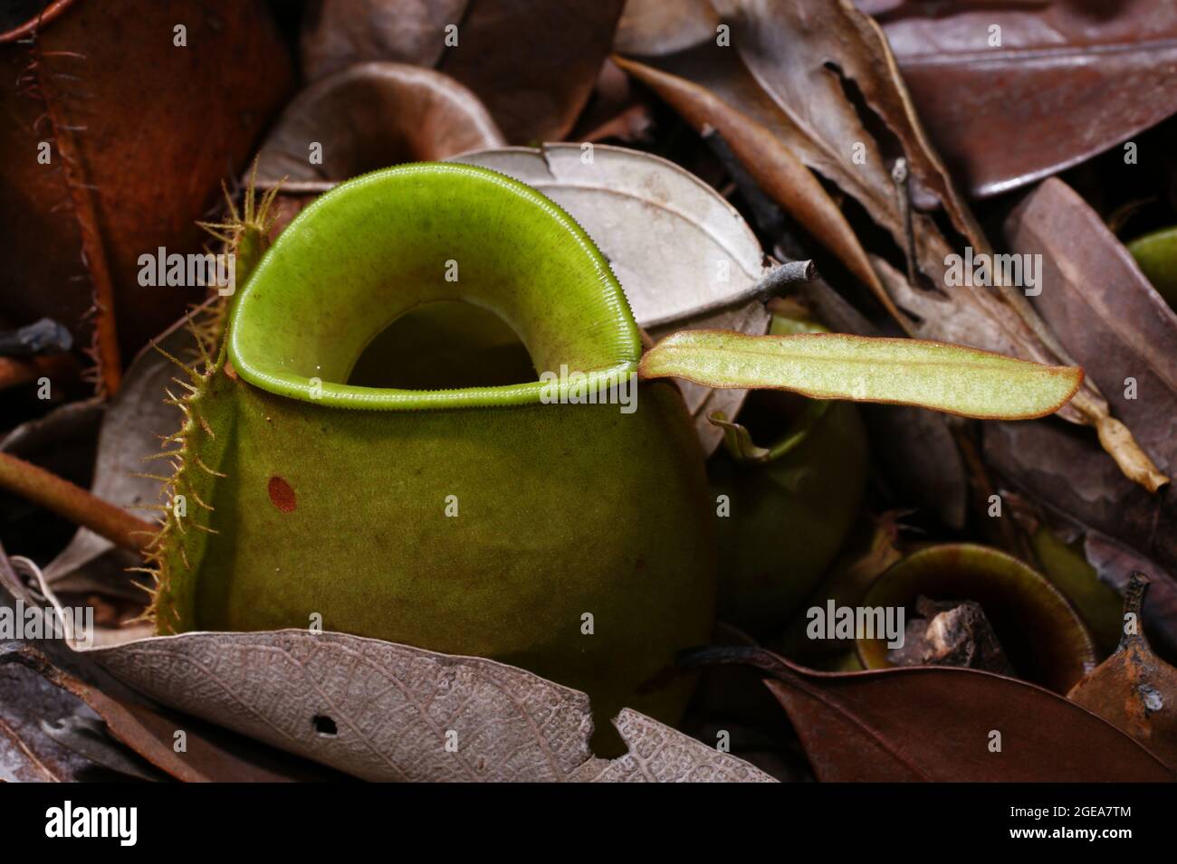 Fleischfressende Krug-Pflanze (Nepenthes ampullaria), grüner Krug, Sarawak, Borneo Stockfoto