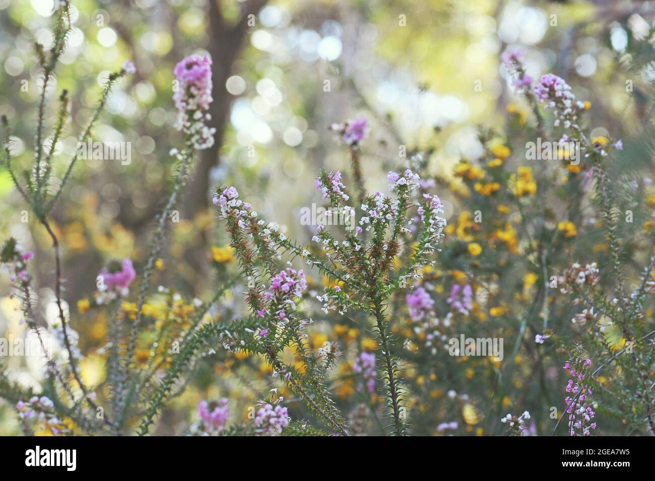 Australische Frühlingslandschaft mit farbenfrohen einheimischen Wildblumen in einem Walduntergrund in Sydney, darunter Woollsia pungens und Dillwynia retorta Stockfoto