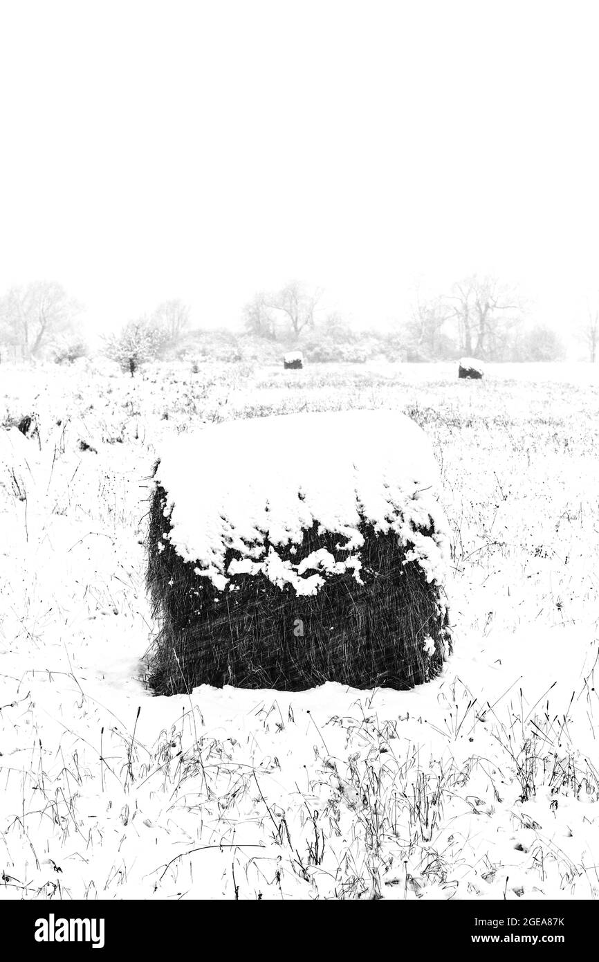 Im Winter verfaulen auf schneebedecktem Feld Heurollen Stockfoto